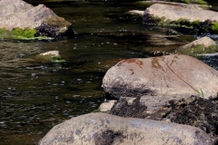Saint Léonard des Bois - Le « Chapelet » sur la Sarthe - Ces grosses pierres permettaient de passer à pied sec (sauf en cas de chute) - Ce sont des systèmes de franchissement des rivières très anciens (Philippe Gondard)